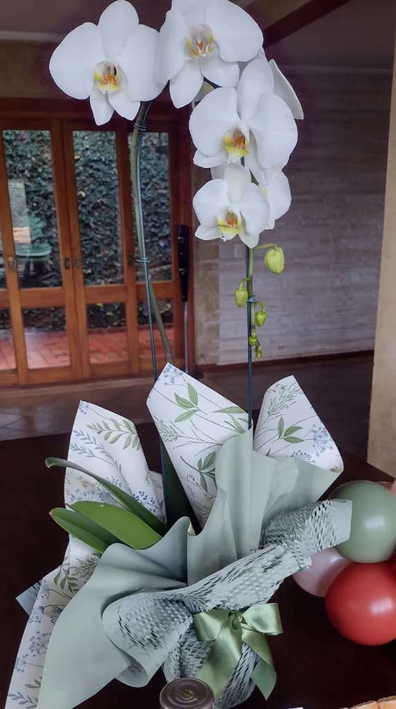 Orquidea G calda