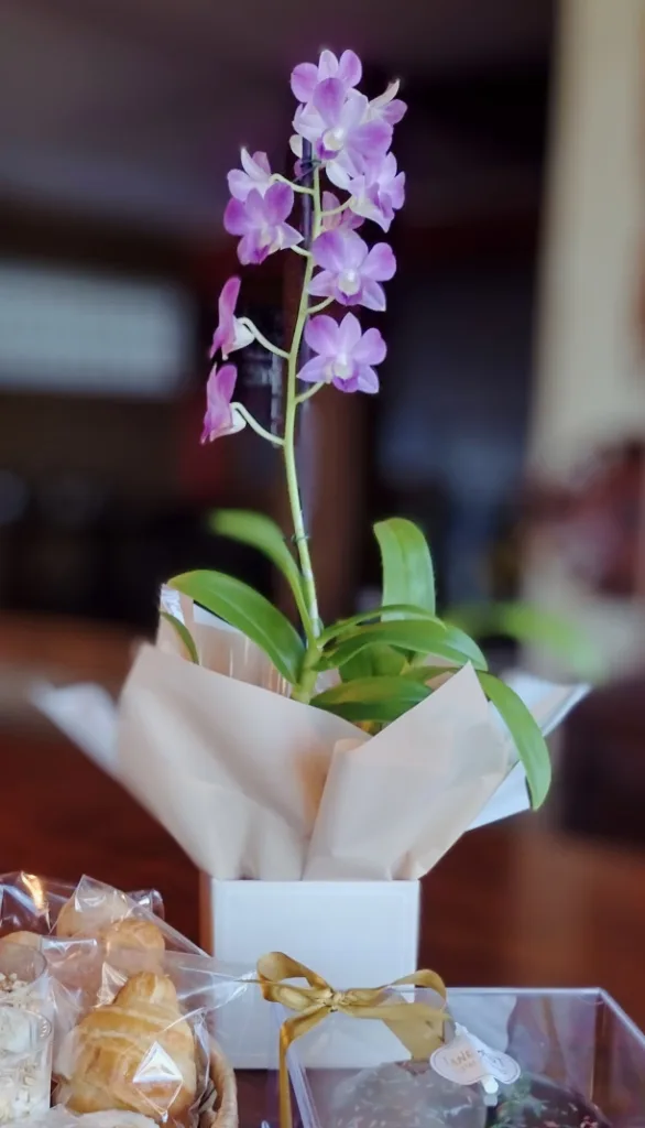 Orquídea P